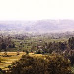 Paddy Fields from Deck