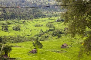 Bali Asli Countryside