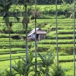 Beautiful Karangasem