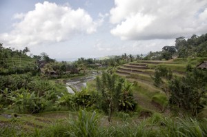 The Terraced Rice Fields