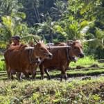 Balinese Farmer hard at work