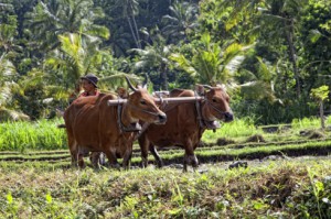 Balinese Farmer hard at work