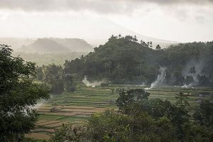 Rice paddy fields