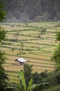 View from Bali Asli